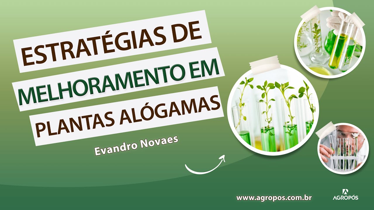 Estratégias de Melhoramento em Plantas Alógamas.