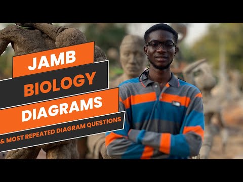 You Will See One Of These Diagrams In your 2024 Jamb BIOLOGY. Watch Out!!