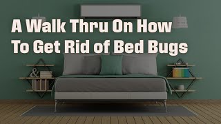 The Best Way To Get Rid of Bed Bugs Now