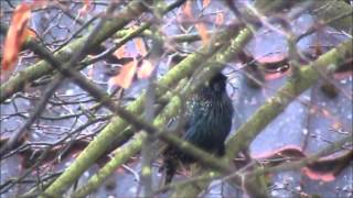 preview picture of video 'wiosenny śpiew szpaka (Sturnus vulgaris), Common Starling, Star, Скворец, Étourneau sansonnet'