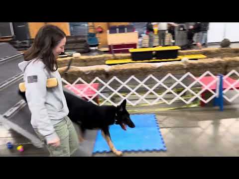 "Emery" Showing How She Is A Cool Girl On The Agility Course