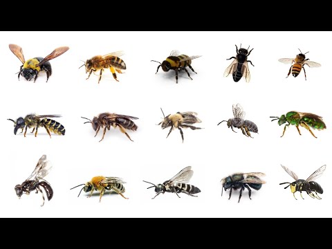 Learn Bee Types in English! 🐝 Common Bee Names! 🐝 Bee Species in English! Different Types of Bees!🐝
