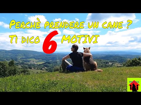 Perché prendere un cane? 6 MOTIVI PER CUI BISOGNA PRENDERE UN CANE