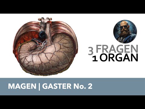 3 Fragen 1 Organ Magen, Gaster No. 2 | Anatomie Prüfung