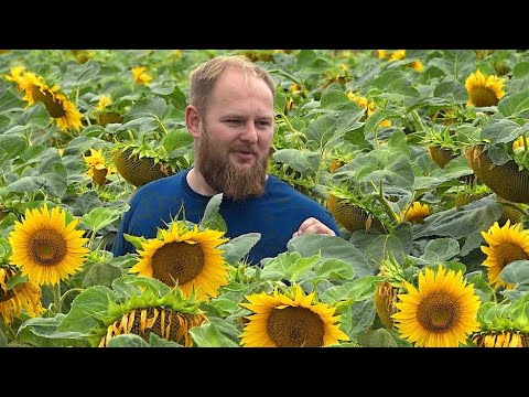 Myślicie o uprawie słonecznika? Oto wszystko, co musicie wiedzieć