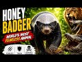 The Animal That Even LIONS Are Scared Of World S Most Fearless Wildlife