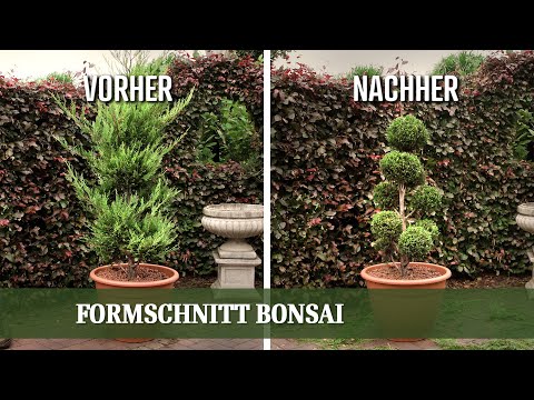Formschnitt Bonsai - Wie man einen Pompon Bonsai richtig zurückschneidet