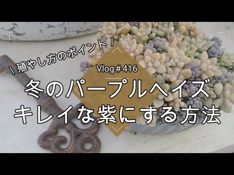 ブラッドパープルベルズ 植物