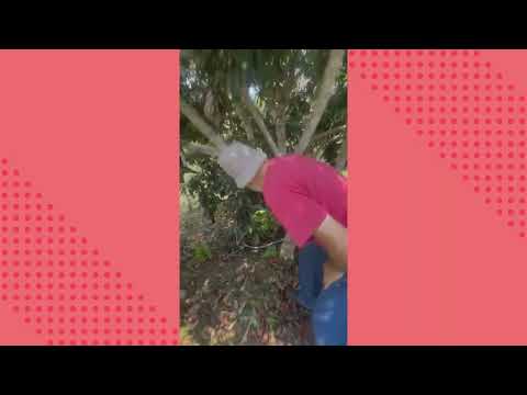 1836 ) – CONTINUAÇAO DA PODA DA LICHIA – 2°PARTE  - CERRO AZUL - PARANA.