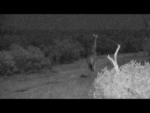 Djuma: Giraffe group of 4 passing through at night - 23:45- 06/24/18
