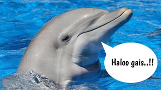 Download lagu Suara Lumba-Lumba Lucu dan Video Lumba-Lumba mp3 Download lagu Suara Lumba-Lumba Lucu dan Video Lumba-Lumba mp3