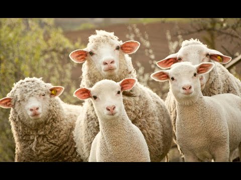 Župnik Marko Čižman "Petnajst minut": hvaležnost in dobrodelnost