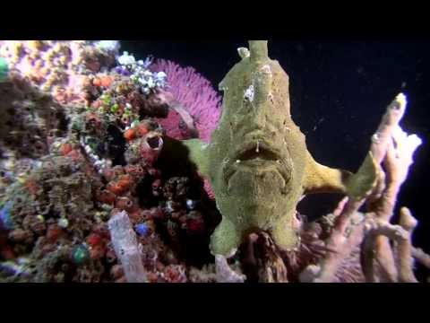 Diving North Sulawesi