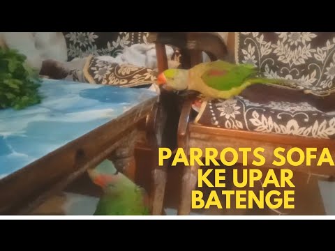 Parrots Sofa ke upar batenge