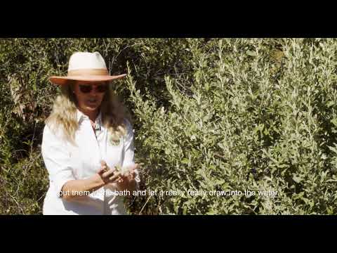 Healing Herbs With Isabelle - Episode 3: Camphor Bush