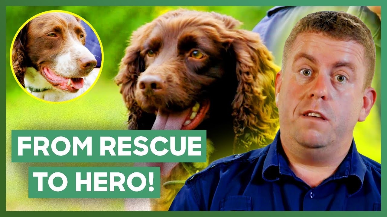 Rescue Dog Uncovers Thousands In Illegal Tobacco During Shop Raids | Dog Detectives