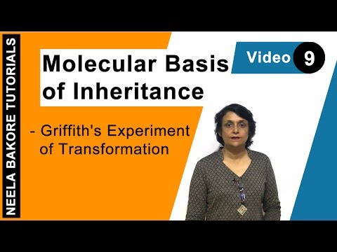 Molecular Basis of Inheritance | NEET | Griffith's Experiment of Transformation | Neela Bakore