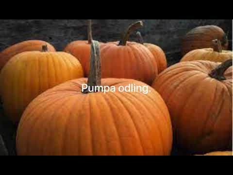 Odling Pumpa