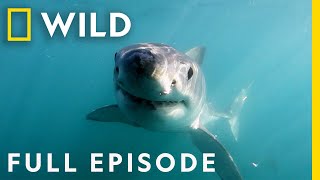 Shark Attacks on the Florida Space Coast (Full Episode) | When Sharks Attack by Nat Geo WILD