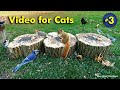 TV For Cats Birds And Squirrels For Cats To Enjoy