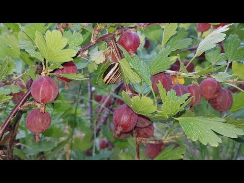 Agresty: Niesłuchowski, Invicta, Bialy Tryumf, Bezkolcowy i inne krzewy owocowe 6.VII.2023r.