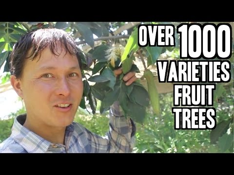 Rare Fruit Tree Nursery in California sells over 1000 Varieties Video
