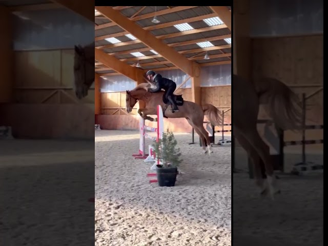 Magnifique Hongre 5 ans - CSO Hunter 