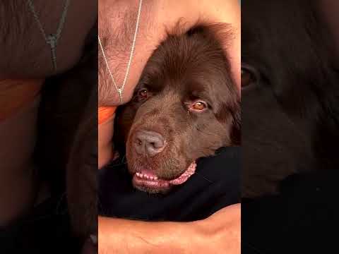 Life Is Better With A Dog