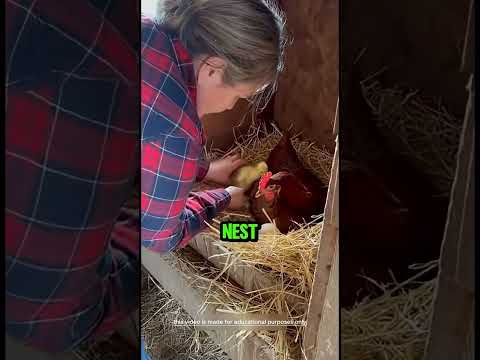 El patito que nadie dejó atrás#trending #viralvideo #shorts#animals