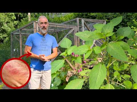 NOT a Weed: Treat Poison Ivy with this Common Plant