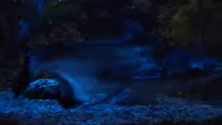 preview picture of video 'Naja Shark/Oscur Fish'