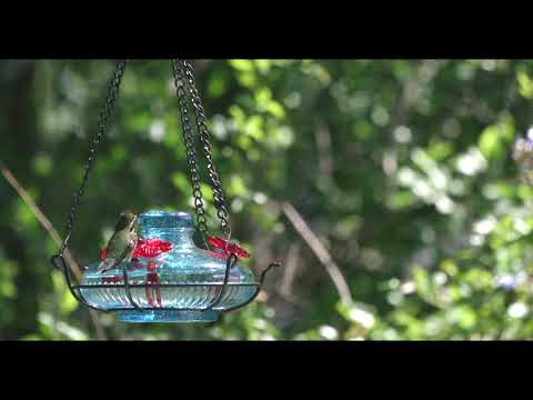 male Anna's hummingbird at the Parasol feeder