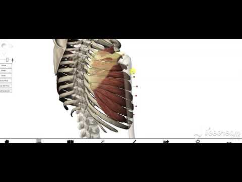 Serratus anterior muscle 2