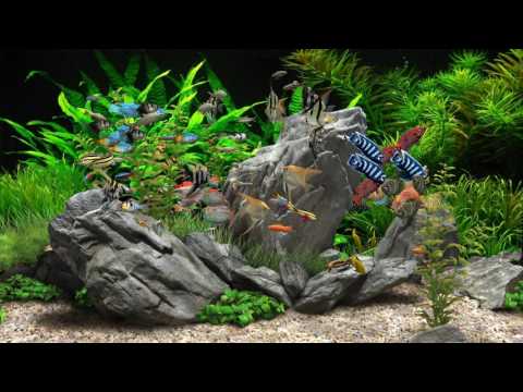 Dream Aquarium - Mixed #2 (4K)