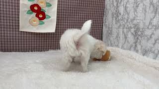 チワワ（ロング）の動画01