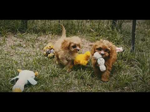 Cavapoo puppy for sale