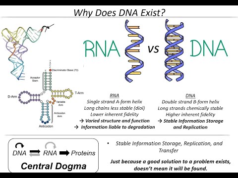 Prebiotic nucleotide synthesis - Nick Green - Yuta Hirakawa