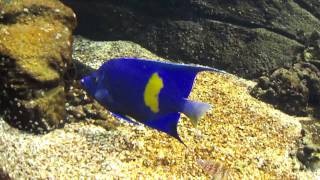 preview picture of video 'Crete aquarium part 6. Ενυδρείο Κρήτης'