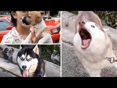 Siberian Husky Dog Breed Lexber Homes Sablan Benguet Philippines
