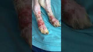 Brock update Brock update