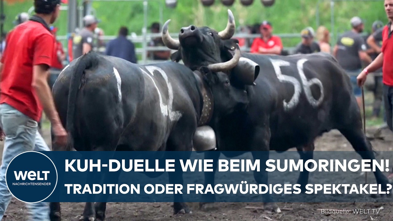 SCHWEIZ: Gewaltige Kuhkämpfe sorgen in der Schweiz für riesiges Staunen bei tausenden Zuschauern!
