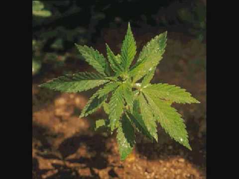 Trem Do Amor - Tribo de Jah