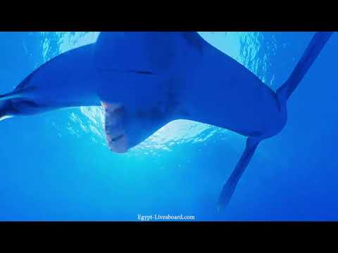 Daedalus Reef - Oceanic Whitetip Shark