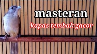 Download lagu Masteran Suara Burung Kapas Tembak Gacor Pilihan Juri Senasional Durasi Panjang #kapastembak mp3 Download lagu Masteran Suara Burung Kapas Tembak Gacor Pilihan Juri Senasional Durasi Panjang #kapastembak mp3