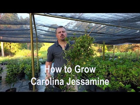 download lagu mp3 mp4 Yellow Jasmine Bush, download lagu Yellow Jasmine Bush gratis, unduh video klip Yellow Jasmine Bush