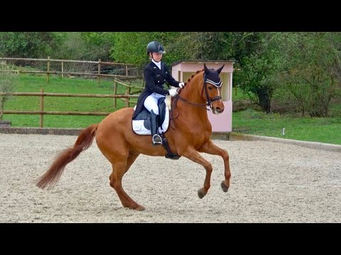 Our first S** dressage