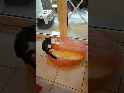 Titty nella sua nuova cuccia pelosa ❤#cat #cats #funnycat #gatti #gattini #gattidivertenti