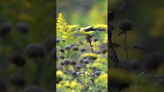 Relaxing Fall Garden and Landscape Tour