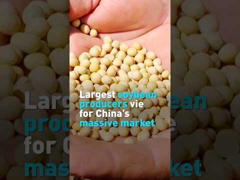 Largest soybean producers vie for China’s massive market