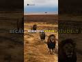 Lion Attitude 🦁👑| Motivational WhatsApp Status | #motivation #lion #ytshort #trending #sigma #shorts